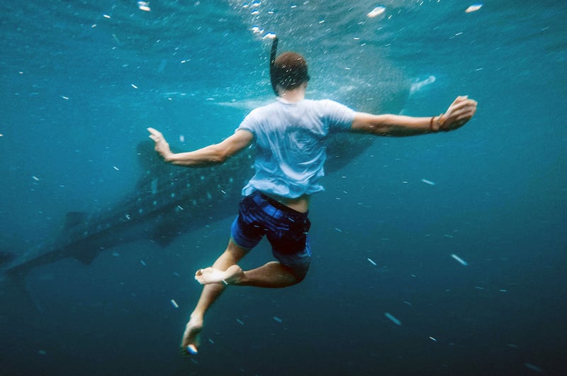 Whale Shark Snorkelling in Mafia Island, photo 4