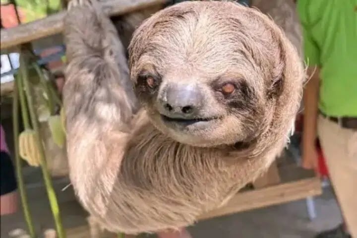 ATV Jungle Tour with Sloths, Monkeys and Chocolate Rum Tasting in Roatan, photo 3
