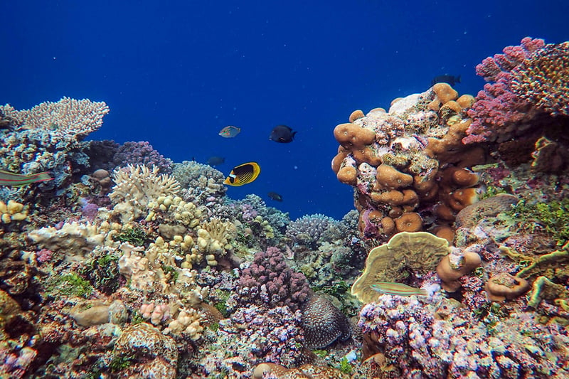 Scuba Diving in Mafia Island Marine Park, photo 2