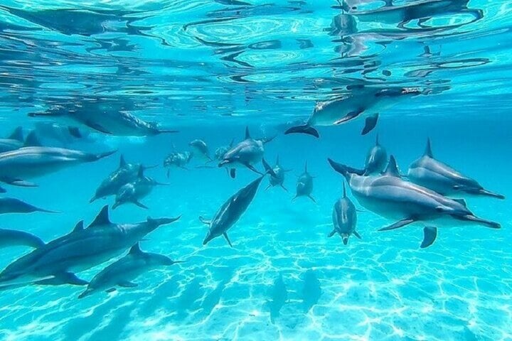 Swim with Dolphins: Sea Trip Adventure with Lunch in Marsa Alam, photo 2