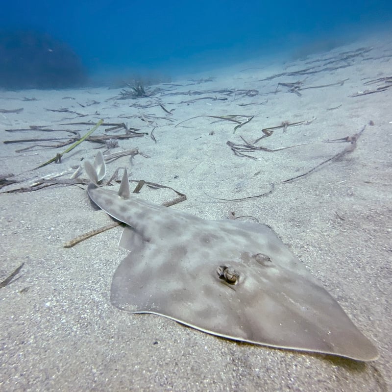 Guided Shore Dive in Infanteria Beach, photo 2