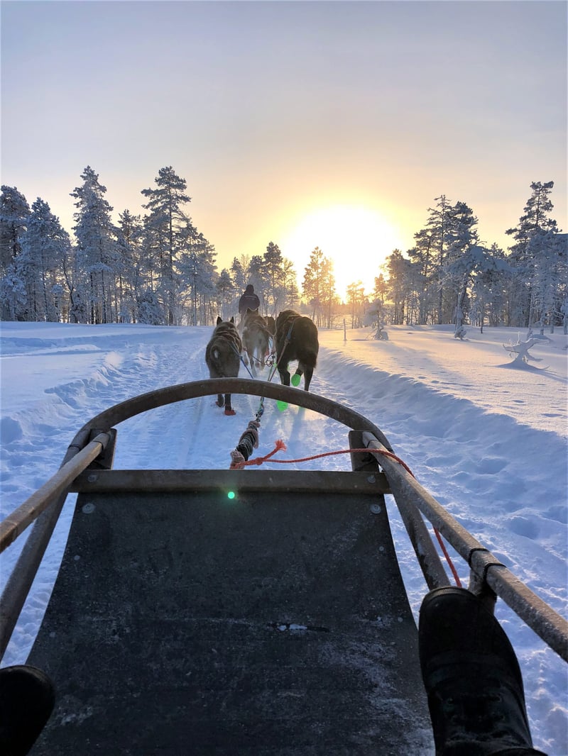 Reindeer Husky and Snowmobile Combo in Rovaniemi, photo 3