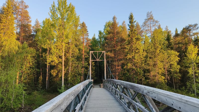 Wild Berry Picking and Campfire Pancakes in Lapland, photo 3