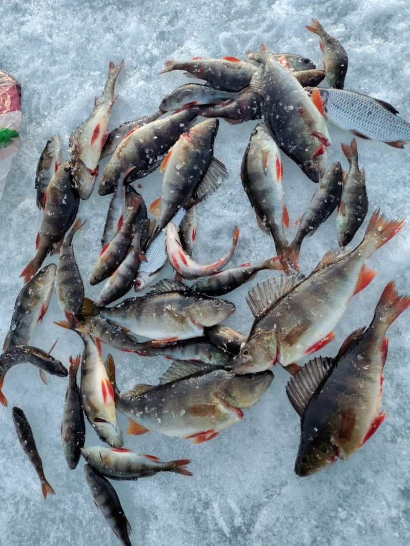Snowmobile Tour and Ice Fishing in Rovaniemi, photo 3