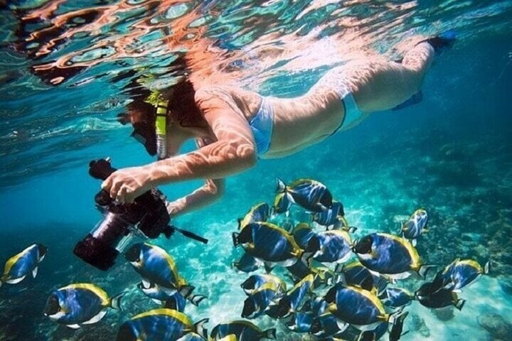Full Day Coral Garden Snorkelling and Diving with Lunch in Marsa Alam, photo 5