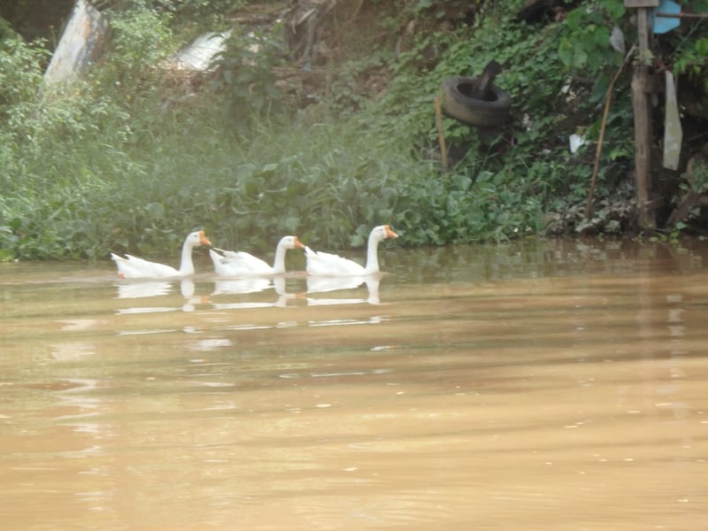 3-Hour Chiang Mai River Kayak Run, photo 5
