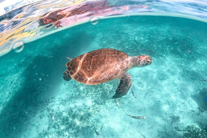 Tulum Ruins Cenote and Sea Turtle Snorkel in the Riviera Maya, photo 4
