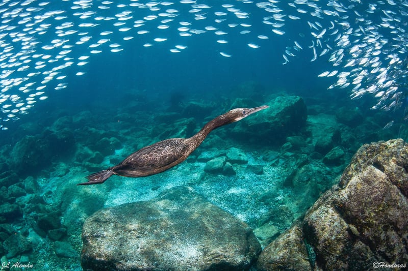 Seasonal Dive Travel in Cabo de Palos, foto 3