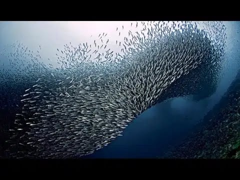Moalboal Sardine Run and Kawasan Falls Day Tour, photo 2