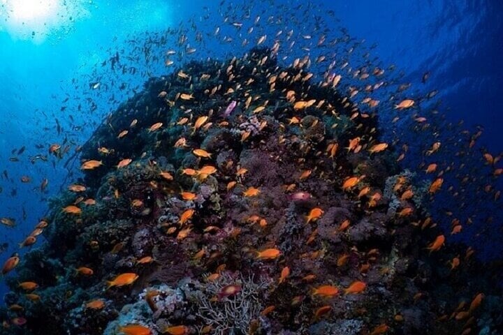 Coral Garden: Full Day Snorkelling Trip with Lunch in Marsa Alam, photo 3