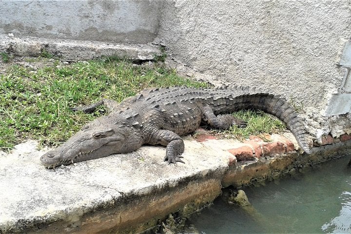 Waterfall Swimming and River Safari in Saint Elizabeth, photo 5