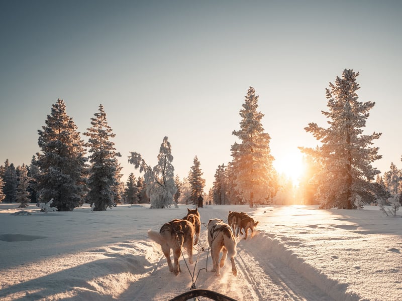 Husky Farm Visit and Guide Driven Sled Ride in Rovaniemi, photo 5