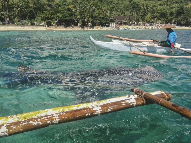 Whale Shark Encounter and Badian Canyoneering Combo, photo 3