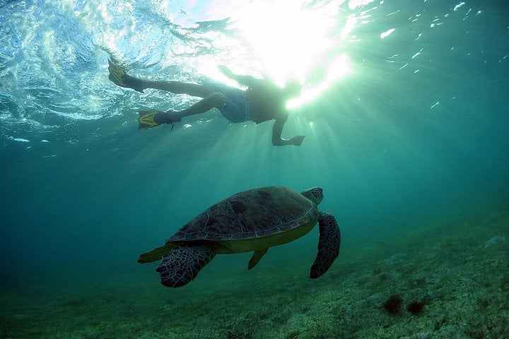 Akumal Sea Turtle Snorkelling and Cavern Cenote Swim in Akumal, photo 3
