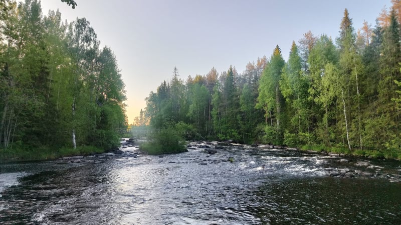 Wild Berry Picking and Campfire Pancakes in Lapland, photo 5