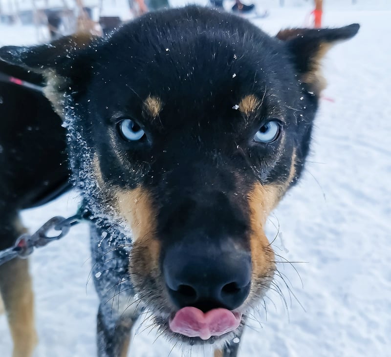 Husky and Snowmobile Safari in Rovaniemi, photo 5