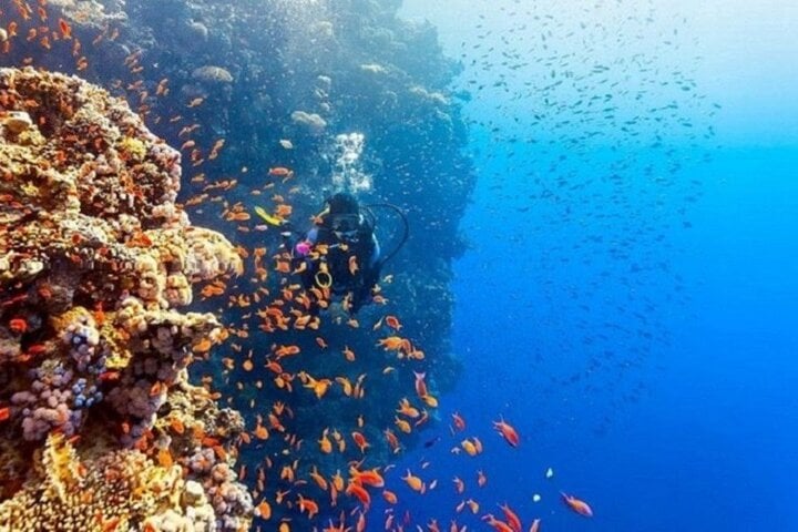 Full Day Coral Garden Snorkelling and Diving with Lunch in Marsa Alam, photo 4