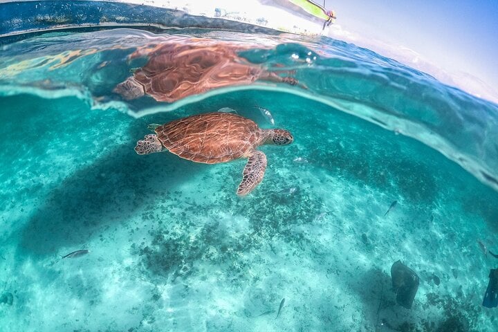 Sea Turtle Snorkel in Akumal Bay, photo 4