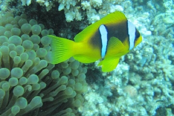 Semi Submarine and Snorkelling Sea Trip with Transfer in Hurghada, photo 4