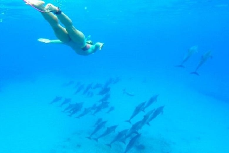Excursion en mer à Marsa Alam pour nager avec les dauphins, déjeuner inclus, photo 5
