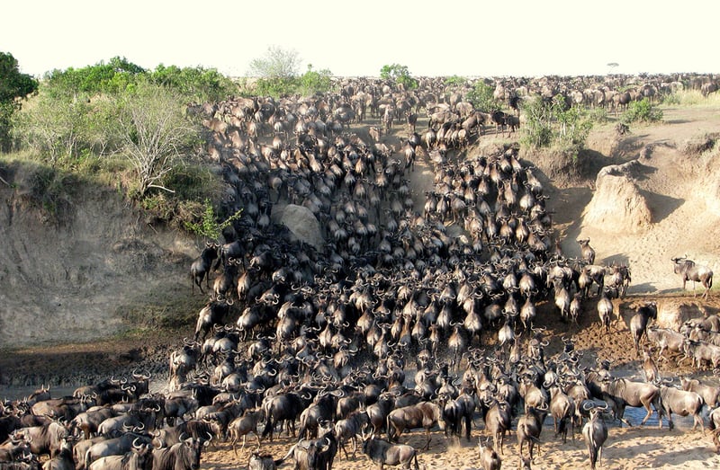 Flying Day Tour in Maasai Mara, photo 5