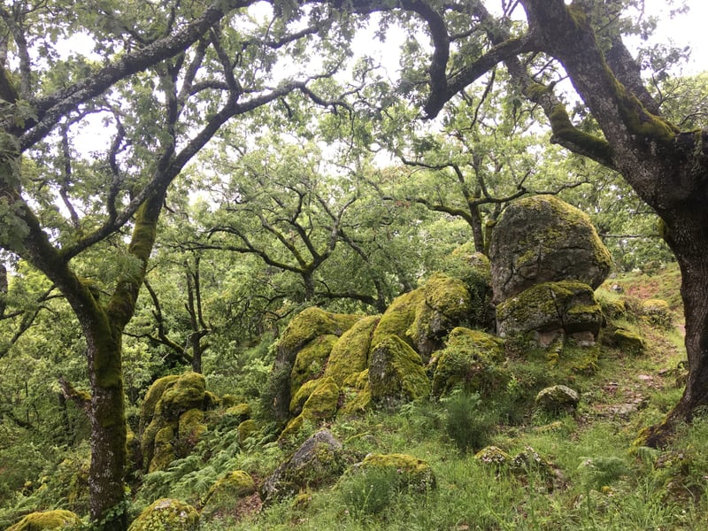 Forest Bathing Hike in Cabezabellosa, photo 2
