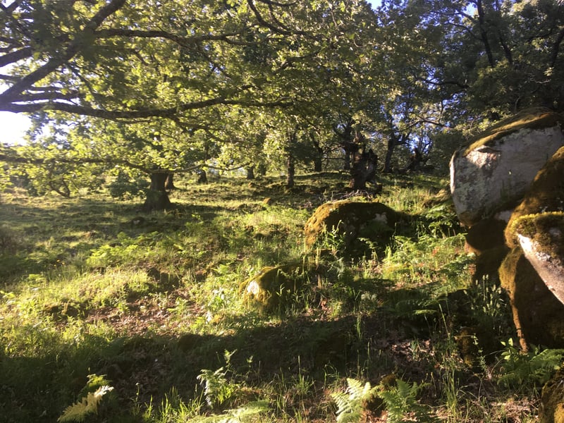 Forest Bathing Hike in Cabezabellosa, photo 5
