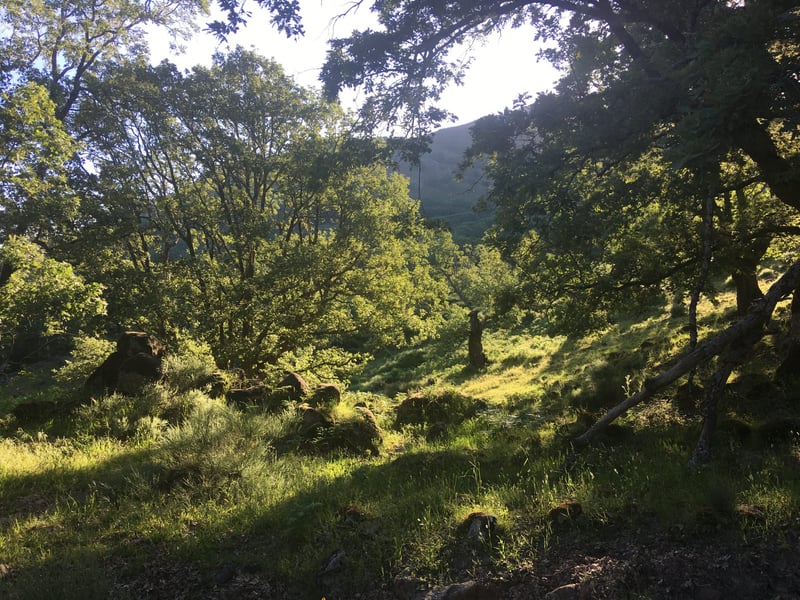 Forest Bathing Hike in Cabezabellosa, photo 3