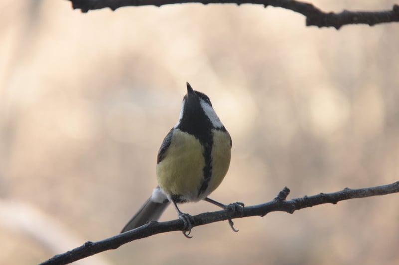 Birdwatching Hike in Cabezabellosa, photo 5