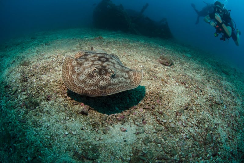 Guided Daily Dive in Cabo de Palos, photo 3