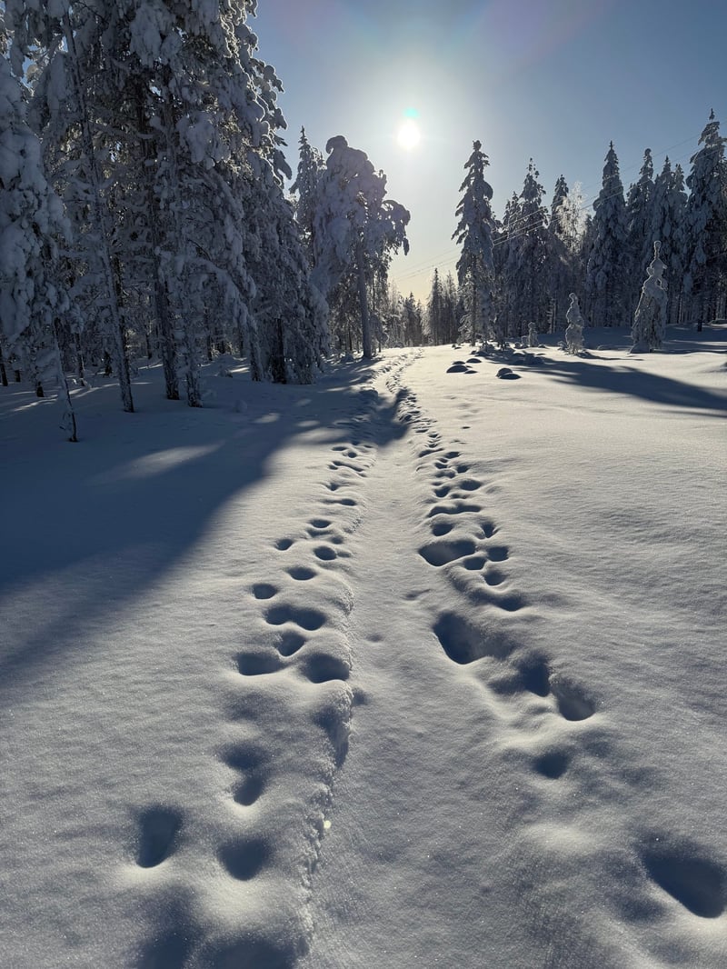 Snowshoeing in Rovaniemi, photo 2