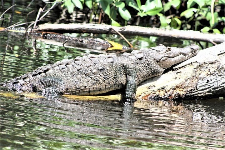 Private Waterfall Swimming and River Safari in Saint Elizabeth, foto 4
