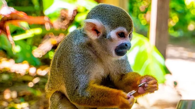 Monkeyland and Zip Line Adventure from Punta Cana, photo 4