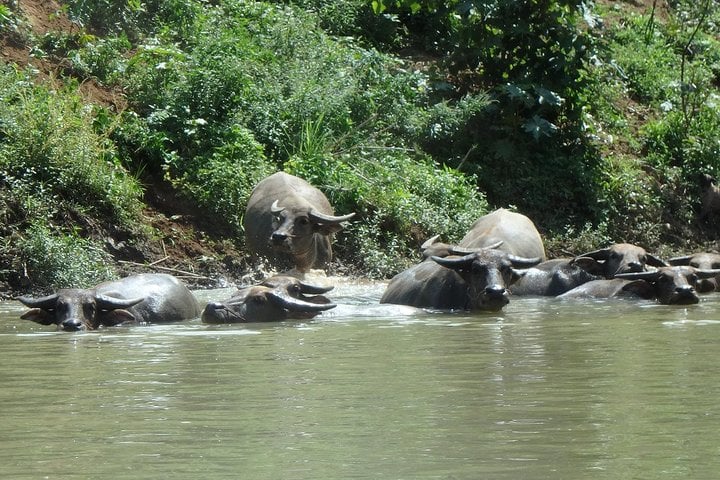 Leisure Mae Taeng Forest Reserve Kayak Day in Chiang Mai, photo 4