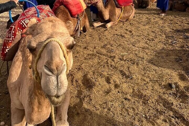 Explore Agafay Desert: ATV Quad, Sunset, Camel and Dinner in Marrakesh, photo 4