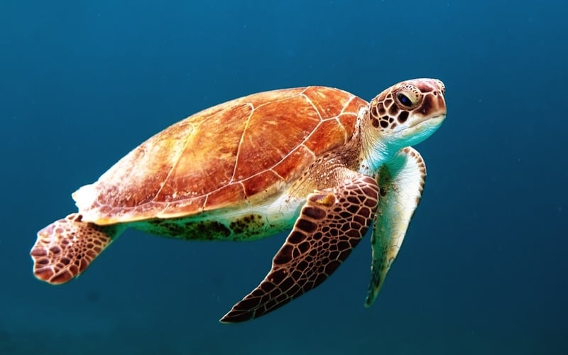 Scuba Diving in Mafia Island Marine Park, photo 3
