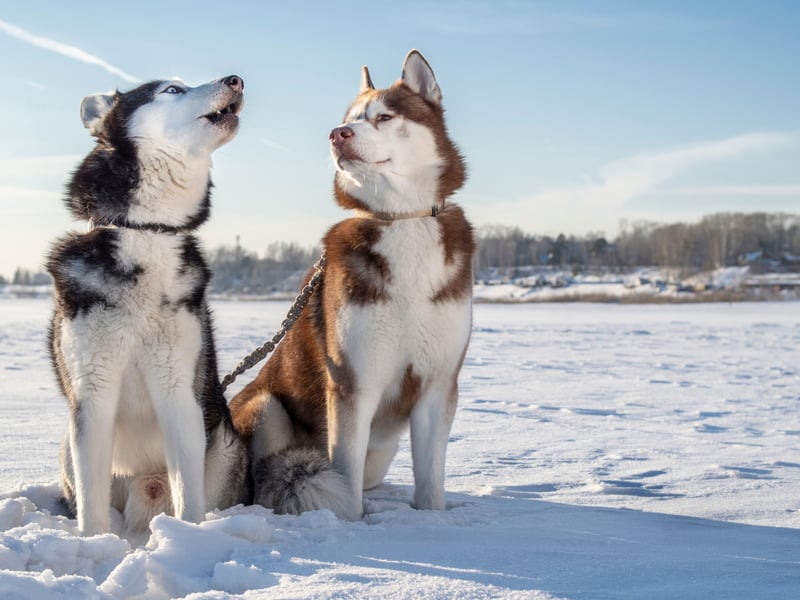 Husky Farm Visit and Guide Driven Sled Ride in Rovaniemi, photo 4