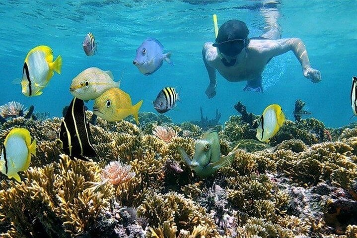 Two-Stop Snorkel and Private Island Beach Break in Roatan, photo 2