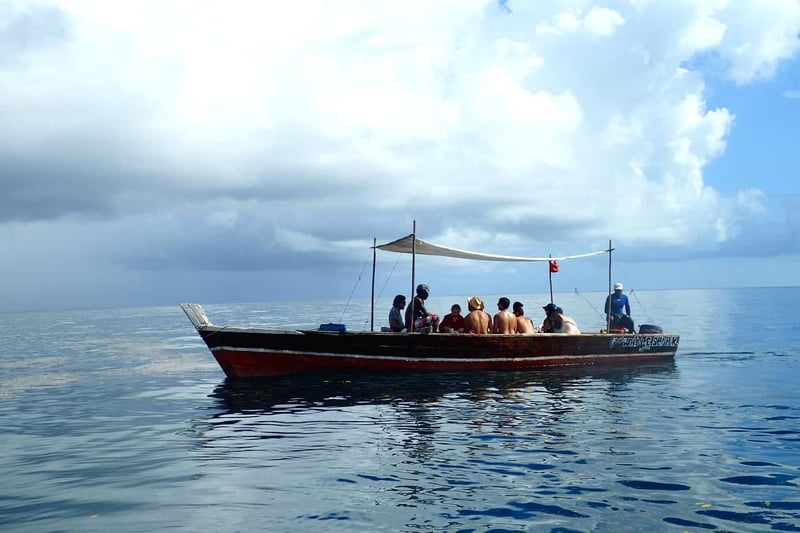 Whale Shark Snorkelling in Mafia Island, photo 3