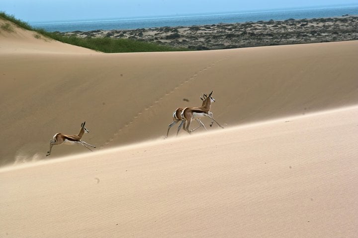 Kayaking and Off Road Tour in Walvis Bay, photo 5