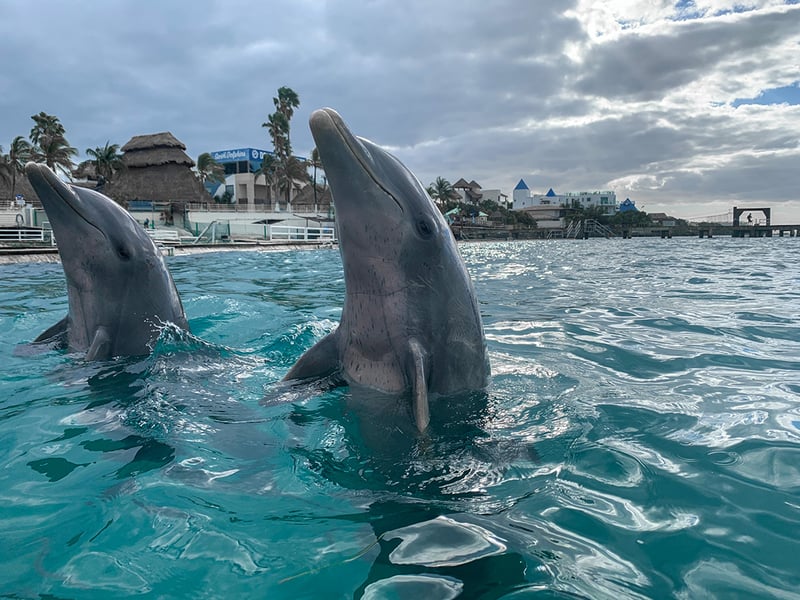 Catamaran Snorkel and Dolphin Tour in Isla Mujeres, photo 5