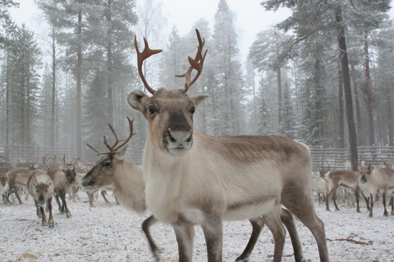 Reindeer Husky and Snowmobile Combo in Rovaniemi, photo 2