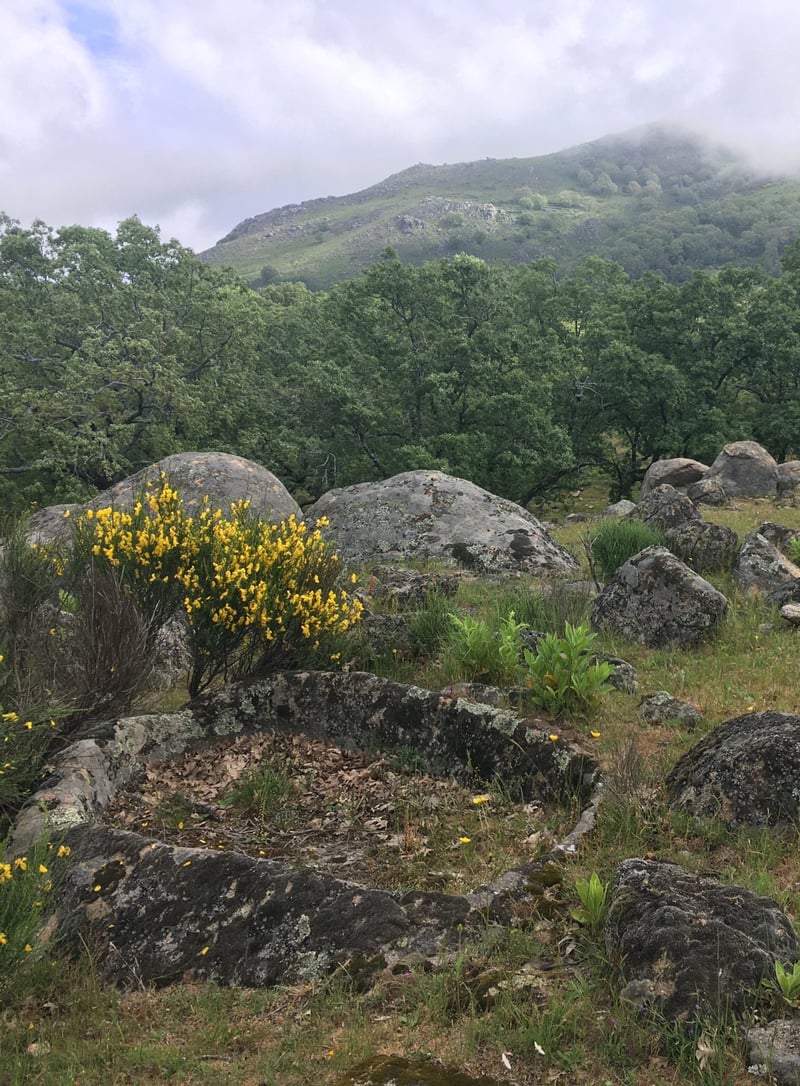 Forest Bathing Hike in Cabezabellosa, photo 4