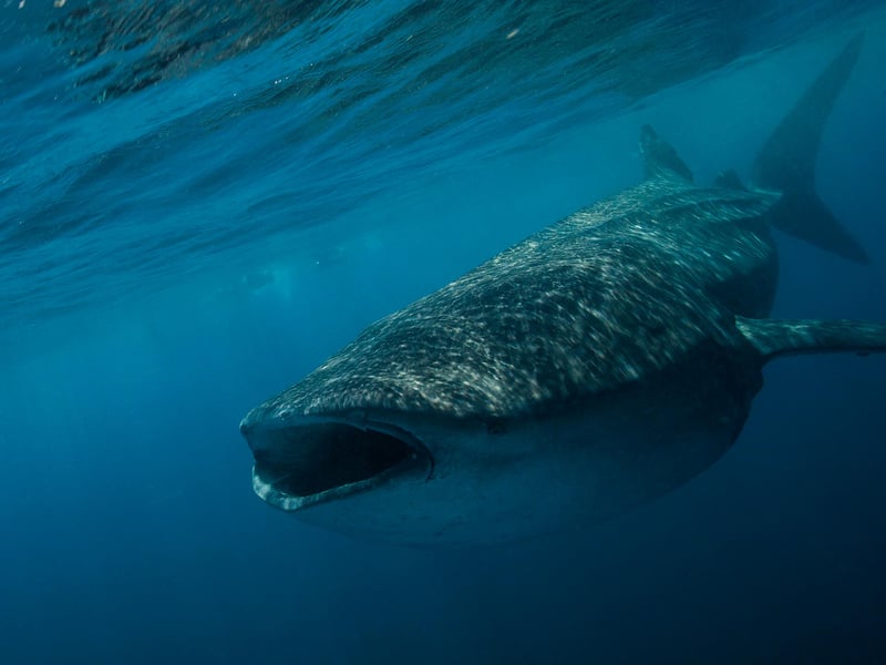 Whale Shark Encounter in Isla Mujeres, photo 5