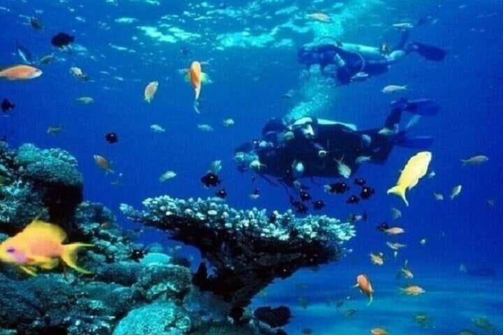 Coral Garden: Full Day Snorkelling Trip with Lunch in Marsa Alam, photo 4