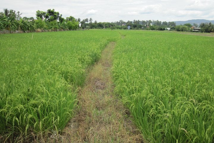 Half Day Rice Field Visions Guided Bike Tour in Chiang Mai, photo 2
