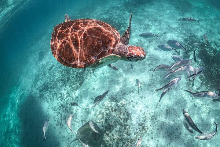 Cenote and Sea Turtle Snorkel in the Riviera Maya, photo 5