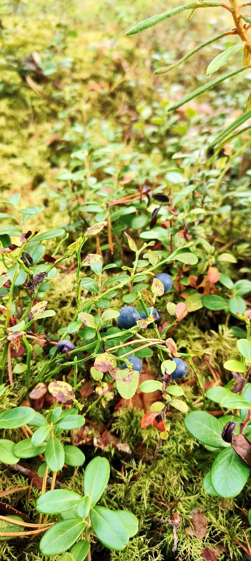 Wild Berry Picking and Campfire Pancakes in Lapland, photo 2