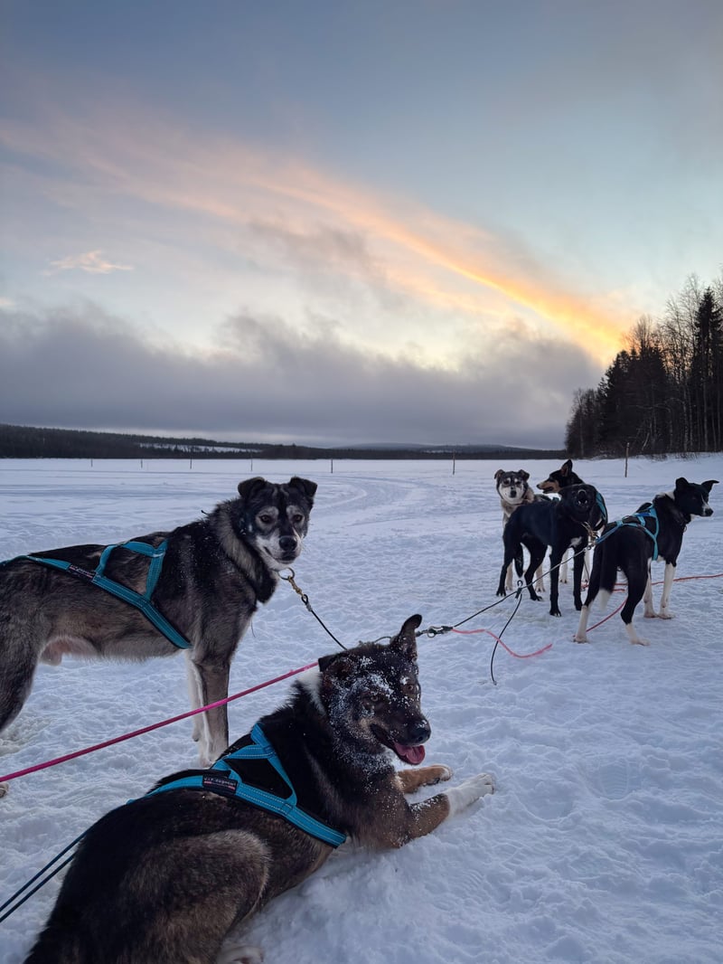 Husky Adventure to Santa’s Hidden Cabin in Rovaniemi, Lapland, photo 5