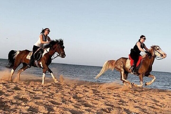 2 Hour Horse Ride at Nabq Bay Beach with Transfer in Sharm El Sheikh, photo 5